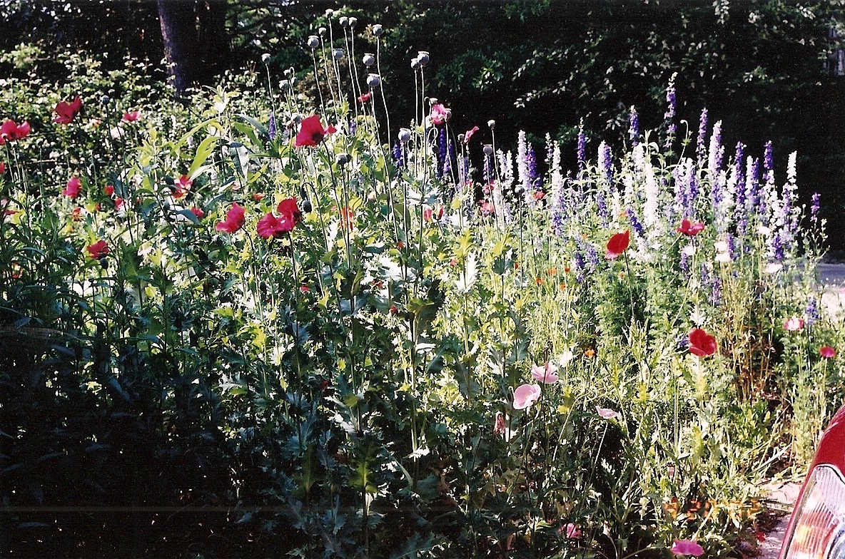 Poppies and Larkspur